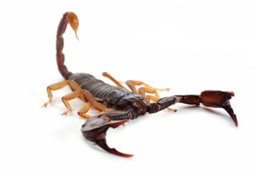  brown scorpion isolated on white background, focus on the head