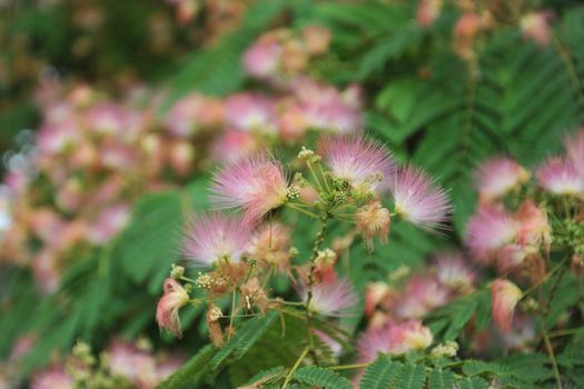 Persian silk tree (Albizia julibrissin) foliage and flowers