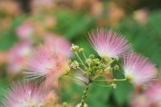 Persian silk tree (Albizia julibrissin) foliage and flowers