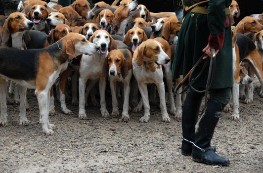 dogs waiting for a fox hunting with a riding man