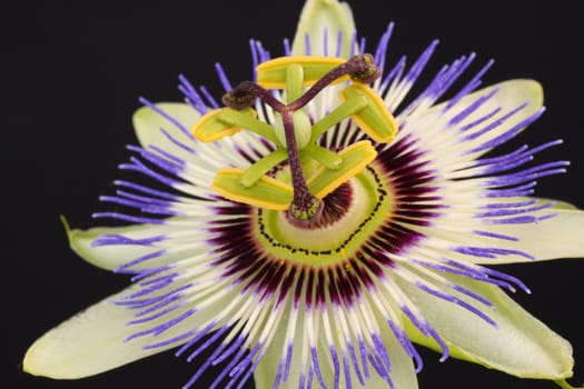 passiflora caerulea