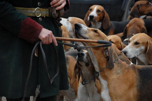 dogs waiting for a fox hunting with their owner