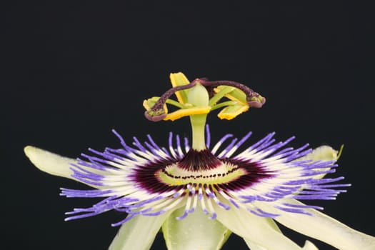 passiflora caerulea