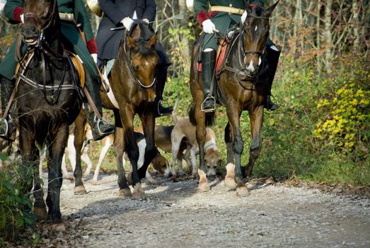 hunter and foxhound dogs in a forest for a fox hunting