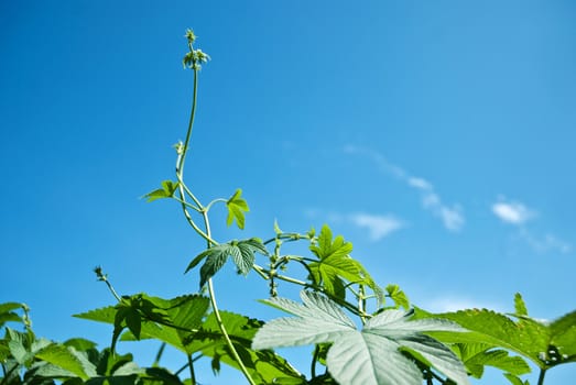 Extension of the cane in the air