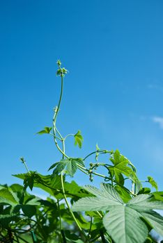 Extension of the cane in the air