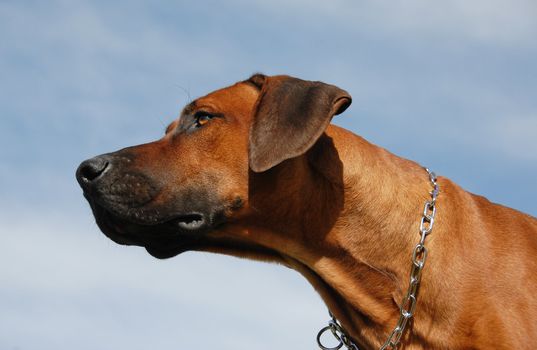 portrait of a purebred Rhodesian Ridgeback in a blue sky