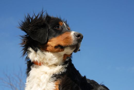 puppy purebred bernese mountain dog in a blue sky