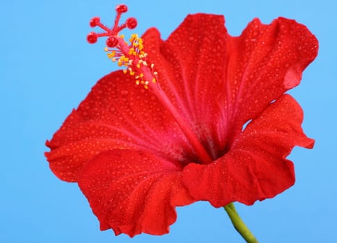 red hibiscus