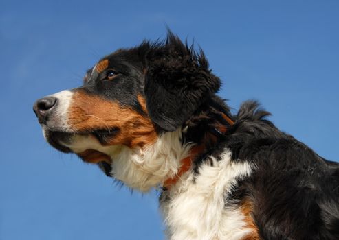 puppy purebred bernese mountain dog in a blue sky