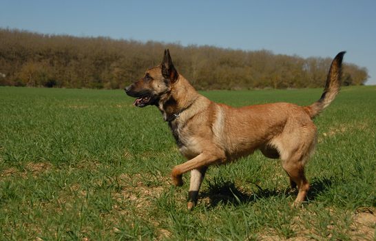 beautiful purebred belgian shepherd malinois in a field