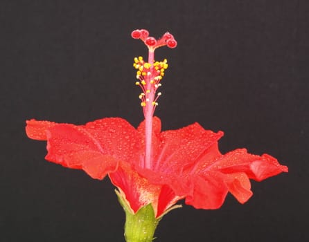 red hibiscus