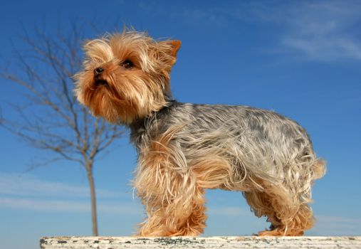 miniature purebred yorkshire terrier on a blue sky