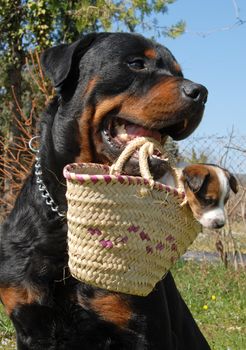 a rottweiler carrying a very young puppy jack russel terrier in a basket