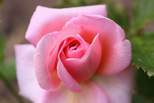 pink rose