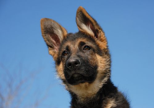 young puppy purebred german shepherd on a blue sky
