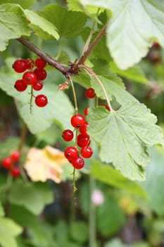 redcurrants