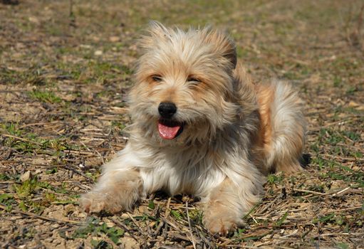 portrait of a purebred pyrenean shepherd in a field