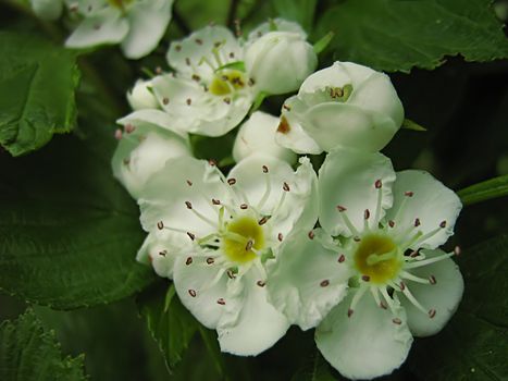 A photograph of a white flower in a field.