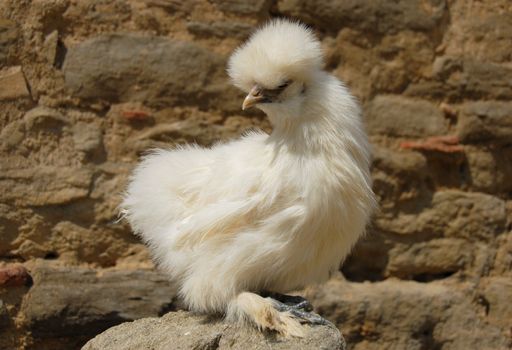 portrait of a young silkie white chicken