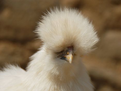portrait of a young silkie white chicken