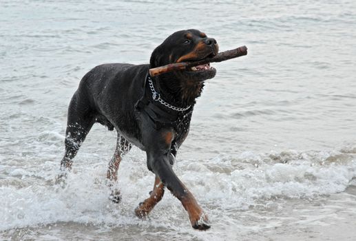 rottweiler playing in the sea with a stick