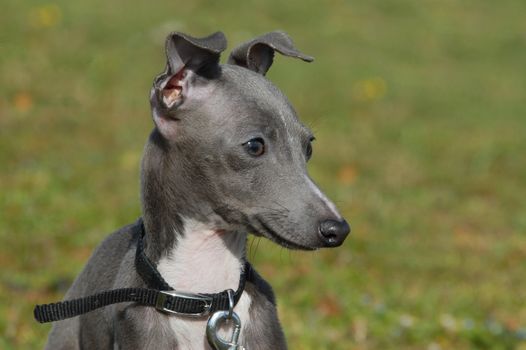 portrait of a grey puppy purebred italian greyhound