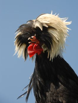Fancy hairdo of a Polish crested chicken, Gallus gallus. Rooster.