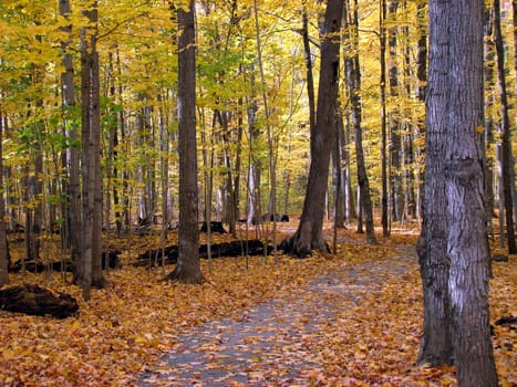 Trail in the forest. Beautiful fall season in Canada.   