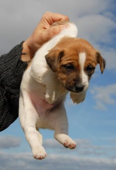 very young puppy purebred jack russel terrier
