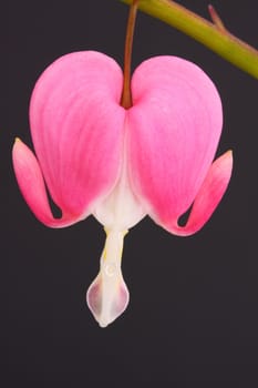 dicentra