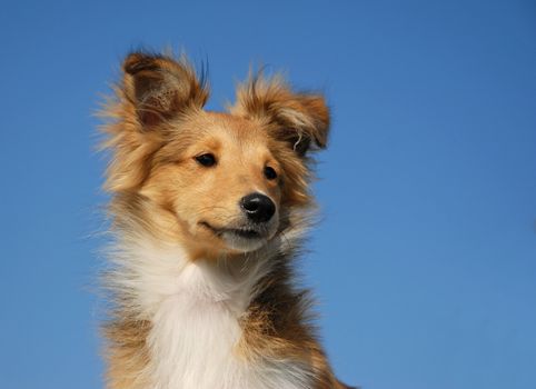 portrait of a purebred shetland sheepdog on a blue sky