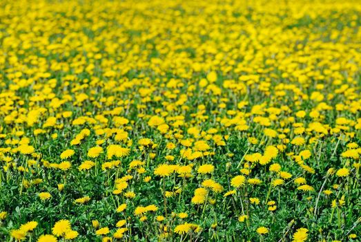 Yellow dandelions on a green field in the beginning of summer