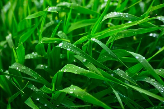 Green grass after a rain and the middle of summer