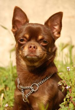 portrait of a purebred chocolate chihuahua in a garden