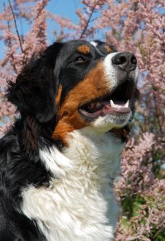 young purebred bernese mountain dog happy in front of tamaris flowers