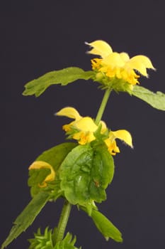 yellow deadnettle