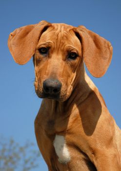 portrait of a puppy purebred Rhodesian Ridgeback in a blue sky