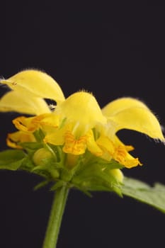 deadnettle