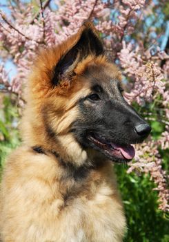 portrait of a puppy purebred belgian shepherd tervuren