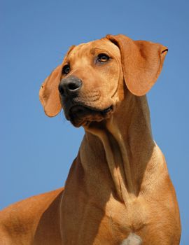 portrait of a puppy purebred Rhodesian Ridgeback in a blue sky. focus on the eyes