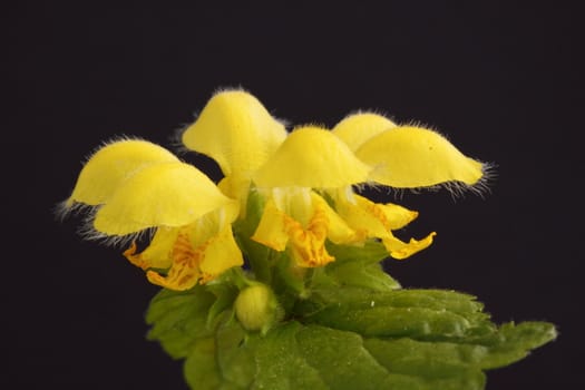 deadnettle