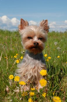 portrait of a purebred yorkshire terrier in a field with dandelion flowers