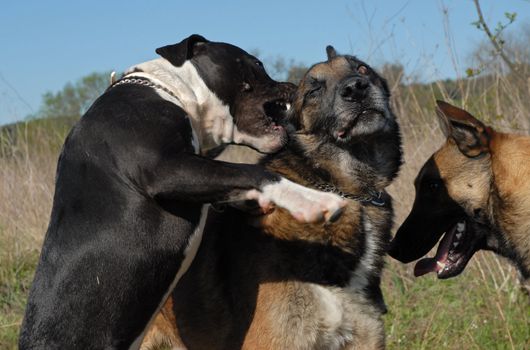 biting three dogs: one pit bull terrier et two belgian shepherds malinois