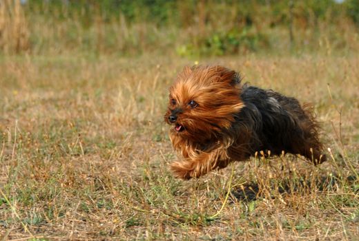 portrait of a beautiful purebred running yorkshire terrier