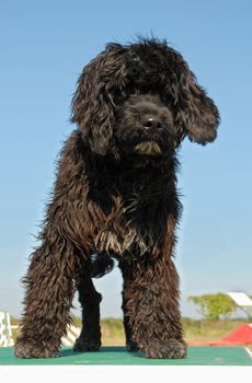 puppy portuguese water dog upright on a table of agility