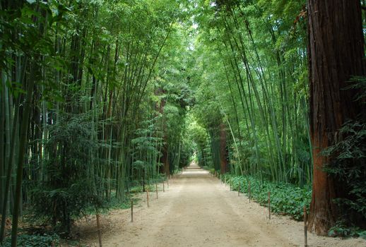 Asian Bamboo forest in a park in Anduze, Languedoc Roussillon, France