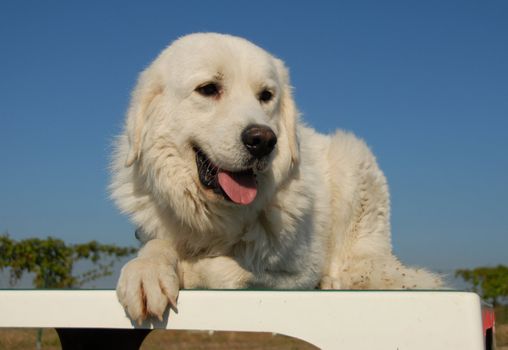 portrait of a beautiful purebred podhal shepherd in a blue sky