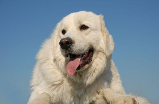 portrait of a beautiful purebred podhal shepherd in a blue sky