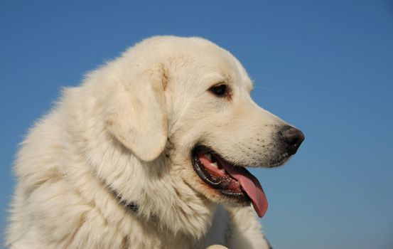 portrait of a beautiful purebred podhal shepherd in a blue sky